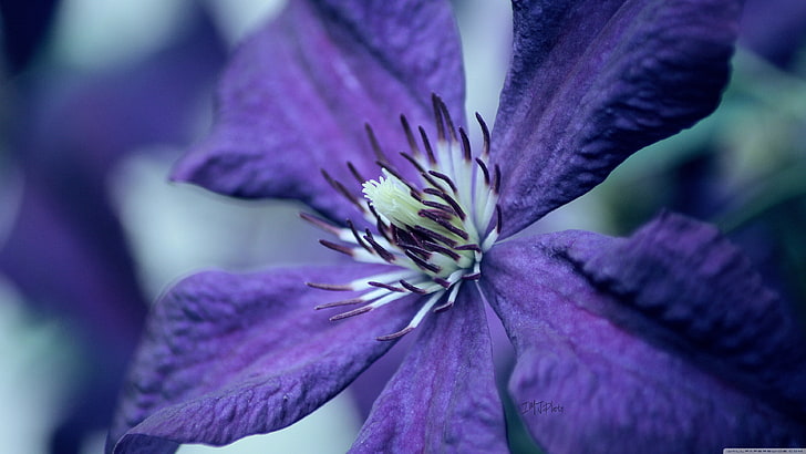 лилаво 5-венчелистче цвете, лилави цветя, цветя, природа, макро, HD тапет