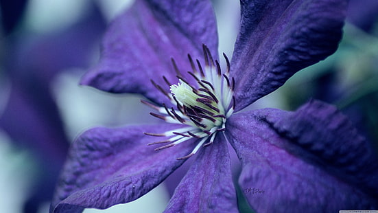фиолетовый 5-лепестковый цветок, фиолетовые цветы, цветы, природа, макро, HD обои HD wallpaper