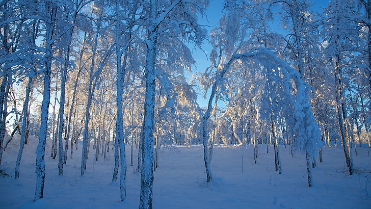 벌 거 벗은 나무와 하얀 눈, 겨울, 계절, 얼음, 풍경, 눈, 햇빛, 숲, 맑은 하늘, HD 배경 화면