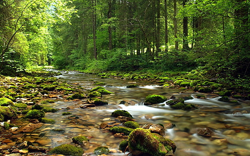 Ruscello di montagna Ghiaia di fiume coperto di verde muschio Foresta di acque limpide con alberi di pino verde Tranquillità Natura Paesaggio 5200 × 3250, Sfondo HD HD wallpaper