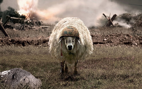 white sheep, humor, sheep, helmet, explosion, field, camouflage, bayonette, animals, HD wallpaper HD wallpaper