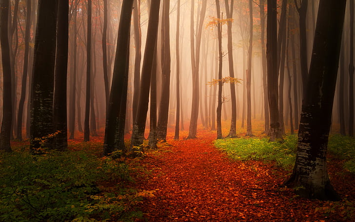 Autumn, trees, fog, forest, trail, pathway near trees, Autumn, Trees, Fog, Forest, Trail, HD wallpaper