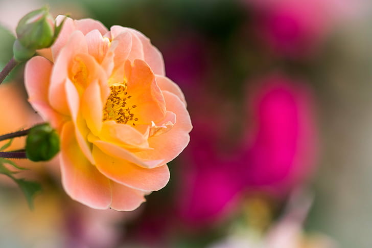 orange flower vie, rose, rose, orange flower, vie, bokeh, nature, flower, plant, close-up, petal, beauty In Nature, springtime, pink Color, flower Head, HD wallpaper