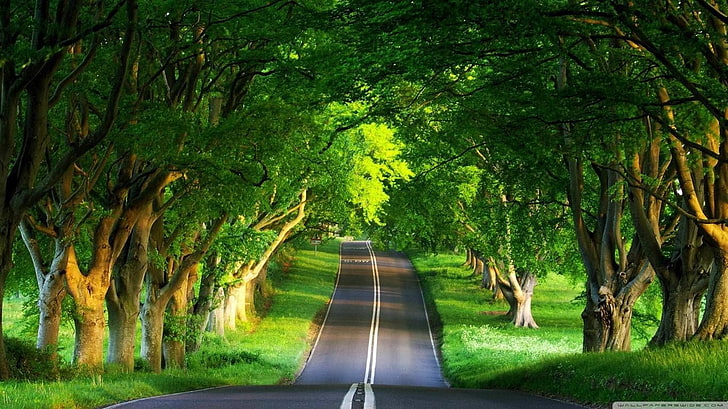 криволичещ път и зеленолистно дърво], пейзаж, път, дървета, HD тапет