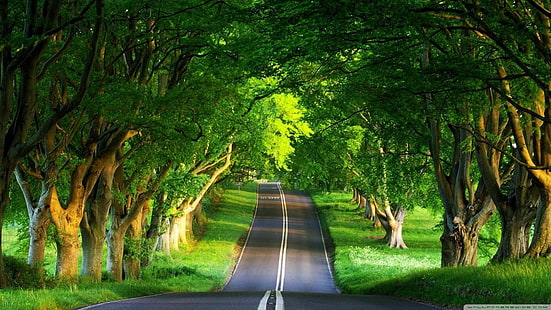 извилистая дорога и зеленые лиственные деревья], пейзаж, дорога, деревья, HD обои HD wallpaper