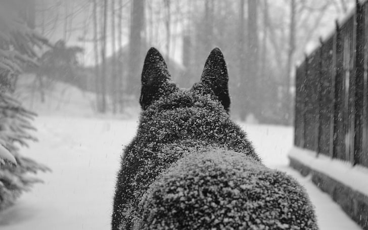 wolf, winter, snowflakes, snow, animals, HD wallpaper