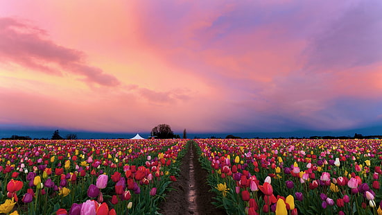 fleur, tulipes, ciel, champ de tulipes, tulipe, Fond d'écran HD HD wallpaper