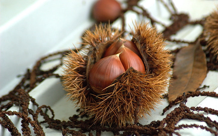 brown nut, chestnuts, walnuts, autumn, treats, HD wallpaper