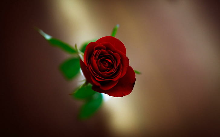 Close-Up Rose Flower, close-up, rose, flower, Wallpaper HD