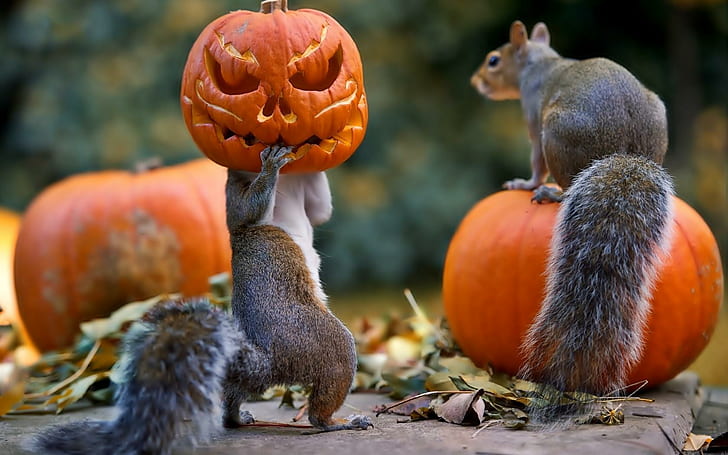 Halloween, écureuils, citrouille, masque Halloween, écureuils, citrouille, masque, Fond d'écran HD