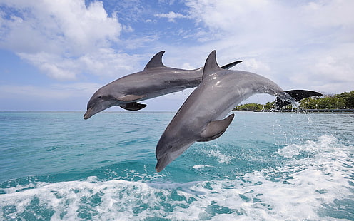 природа, животные, живая природа, дельфин, HD обои HD wallpaper