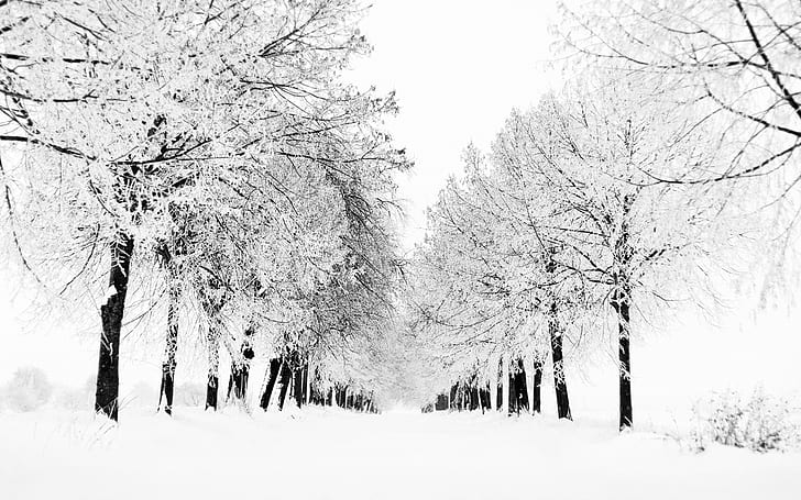 Winter snow trees alle Nature Seasons HD Art, Zima, śnieg, Tapety HD
