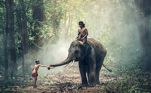 Man Riding an Elephant, black elephant, Asia, Thailand, Travel, People, Wild, Jungle, Forest, Tropical, Photography, Elephant, Animal, Carrying, Rainforest, child, Vacation, Boys, wildlife, captivity, brothers, Large, Feeding, visit, mammal, transport, tourism, captive, luxuriant, HD wallpaper HD wallpaper