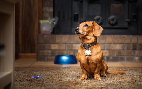 short-coated brown dog, animals, dog, HD wallpaper HD wallpaper