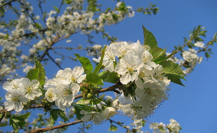 white flowers, flowering, branches, sky, spring, mood, HD wallpaper