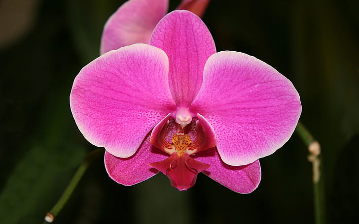 Orquídea Phalaenopsis Híbrido, Fondo de pantalla HD