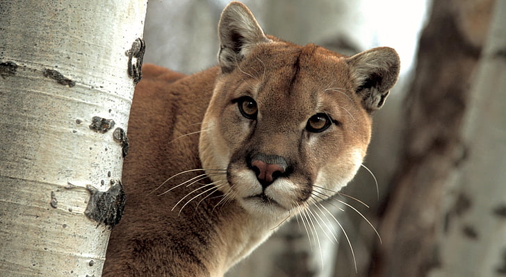 Um puma vigilante, filhote de leão marrom, Animais, Selvagem, Puma, vigilante, HD papel de parede