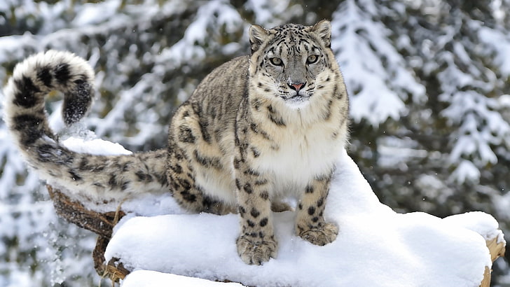 снежен леопард, дива природа, бозайник, голяма котка, сухоземно животно, сняг, мустаци, зима, HD тапет