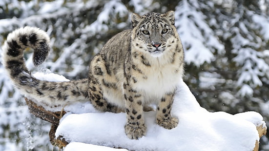 leopardo da neve, animais selvagens, mamífero, gato grande, animal terrestre, neve, bigodes, inverno, HD papel de parede HD wallpaper