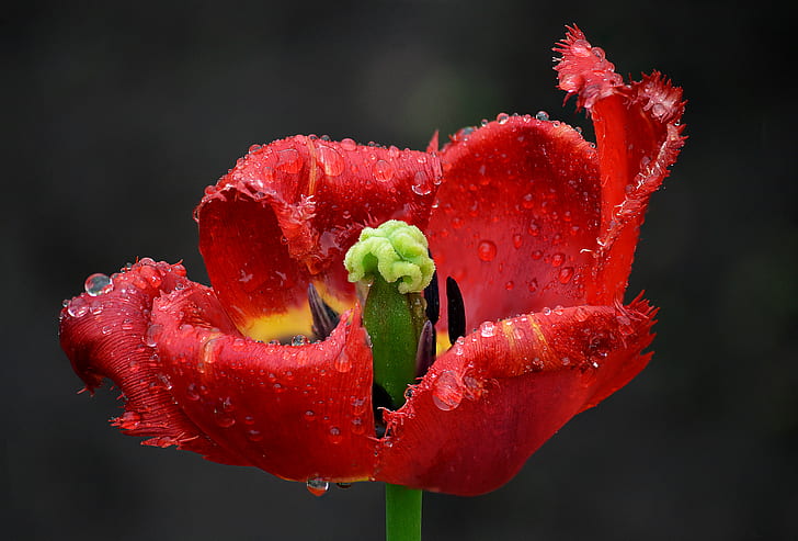red petaled flower on focus photo with water dew, tulip, tulip, tulip, flower, focus, water, dew, fimbriated, wavy, edges, plant, bright, depth, background, macro, red  green, green  yellow, rain, crisp, seeds, Blume, Blumen, Nikon  D5100, Photo, Photography, Colorful, red, nature, close-up, freshness, HD wallpaper