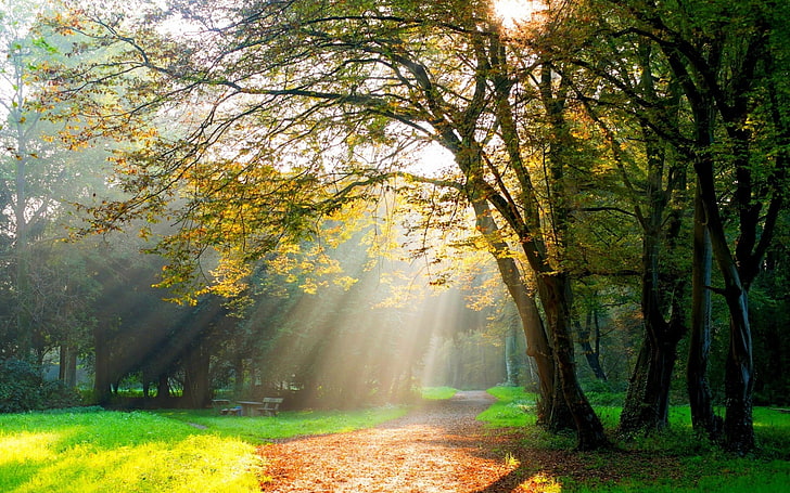 зелени листни дървета, дървета, пътека, слънчеви лъчи, черен път, слънчева светлина, парк, есен, пейка, трева, зелено, HD тапет