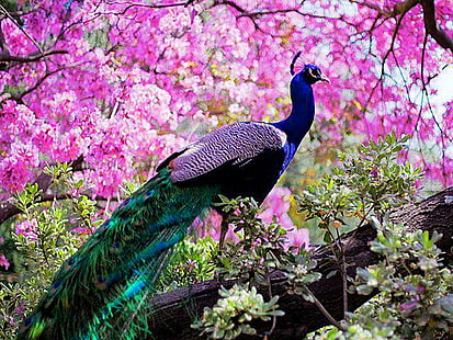 Birds, Peacock, Animal, Bird, Indian Peafowl, Peafowl, HD wallpaper HD wallpaper