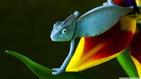 grünes Reptil, Tiere, Natur, Reptilien, Gecko, HD-Hintergrundbild HD wallpaper