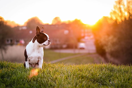 Dogs, Boston Terrier, Dog, Pet, HD wallpaper HD wallpaper