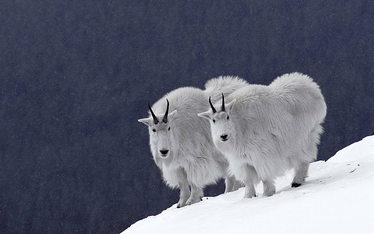Chèvres de montagne, deux chèvres de montagne blanches, photographie, chèvres, montagnes, neige, blanc, animal, froid, animaux, Fond d'écran HD