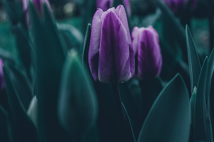 dark, emotion, nature, leaves, green, tulips, purple, spring, HD wallpaper