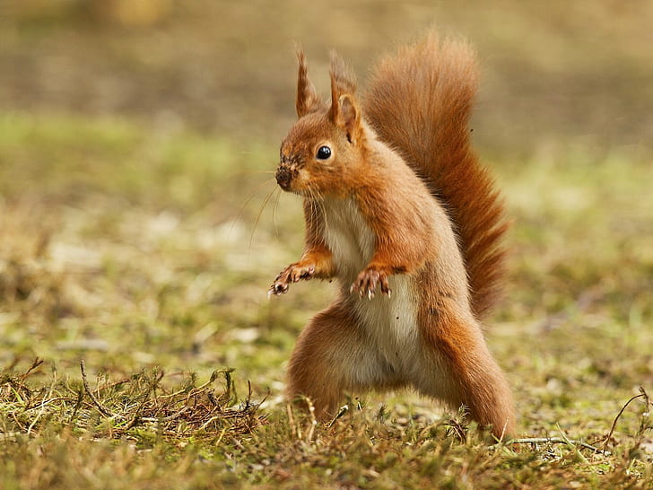 Funny squirrel HD wallpapers free download | Wallpaperbetter