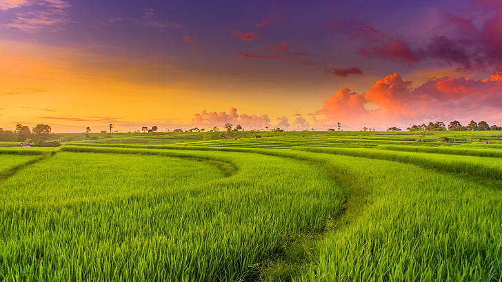Stworzone przez człowieka, taras ryżowy, pole, trawa, pole ryżowe, zachód słońca, Tapety HD