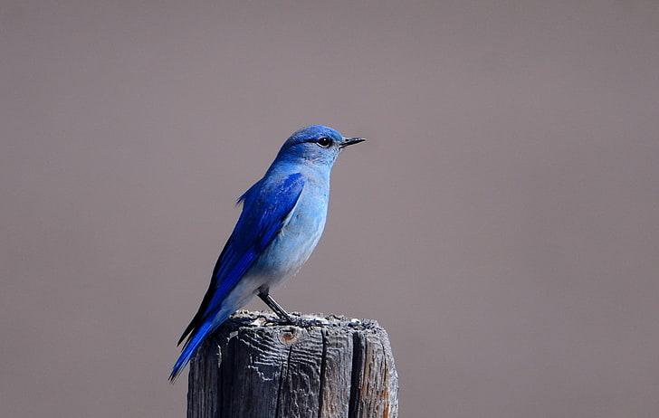 blue and white bird, blue bird, color, bird, tree stump, sitting, wings, HD wallpaper