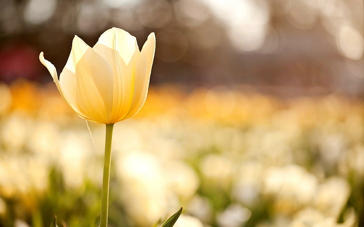 champ de fleur jaune tulipe-Plantes Macro fond d'écran, Fond d'écran HD