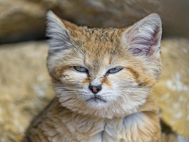 gato, rosto, areia do gato, © Tambako The Jaguar, gato de areia, HD papel de parede