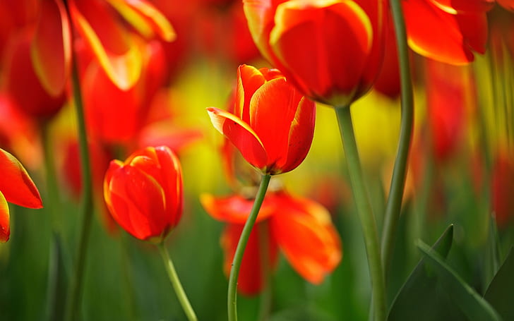 Red tulips, flowers, buds, stems, spring, bokeh, Red, Tulips, Flowers, Buds, Stems, Spring, Bokeh, HD wallpaper