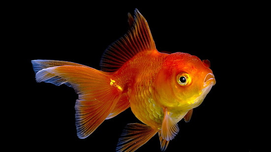 златна рибка, HD тапет HD wallpaper
