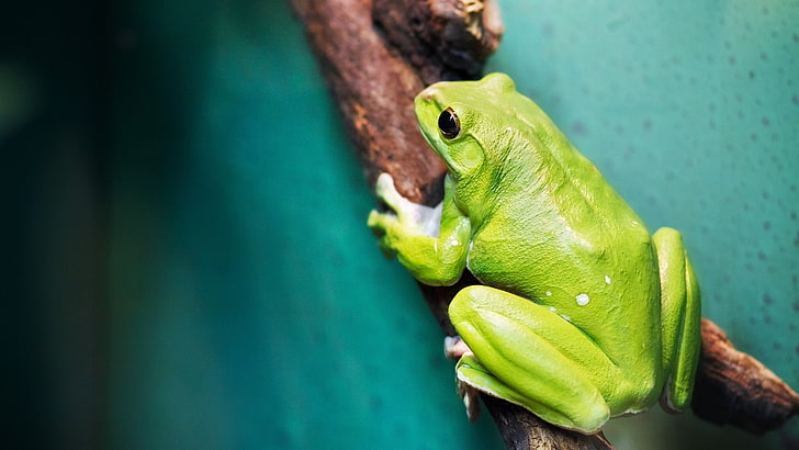 frog, animals, amphibian, HD wallpaper