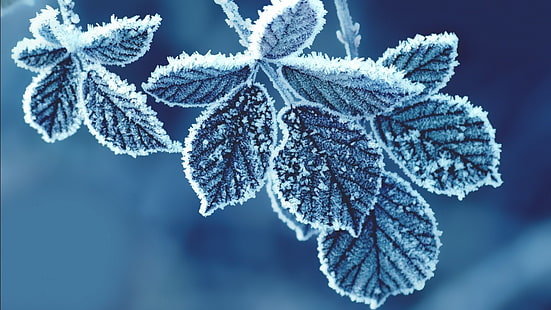 grünblättrige Pflanze, gefrorenes Blatt, Makro, Blätter, Zing, Eis, Pflanzen, HD-Hintergrundbild HD wallpaper