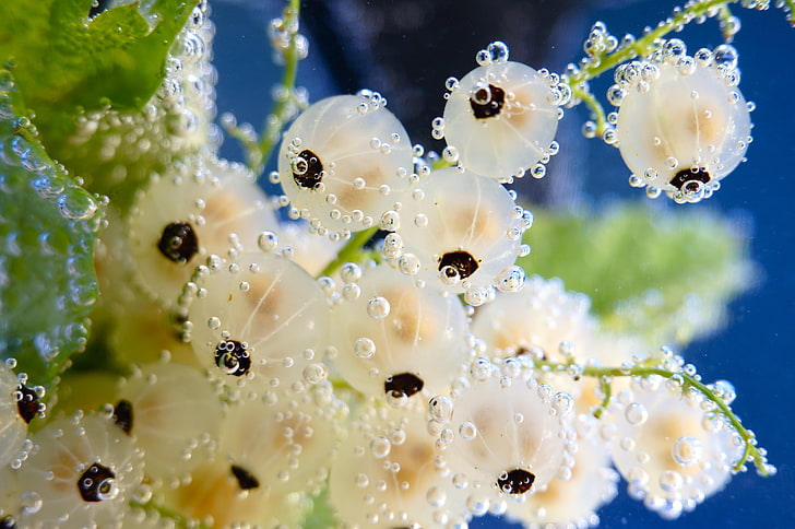 weißes flowersd, wasser, luftblasen, weiß, johannisbeeren, HD-Hintergrundbild
