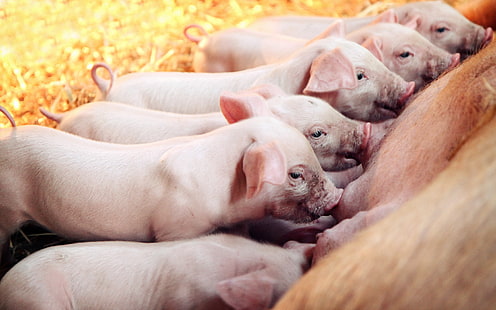 pig, the barn, pigs, HD wallpaper HD wallpaper