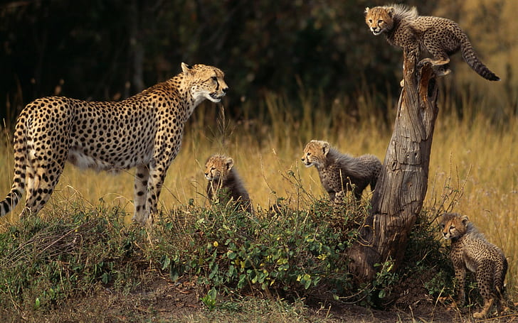 hewan, cheetah, anaknya, bayi hewan, Wallpaper HD