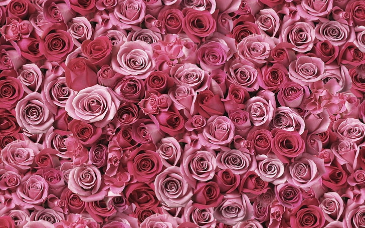 rote und rosa Rosenblüten, Rosen, Blüten, Knospen, viele, HD-Hintergrundbild