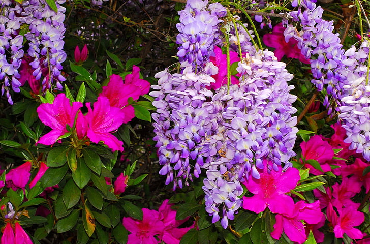purple and red flowers, azaleas, wisteria, colorful, bright, HD wallpaper