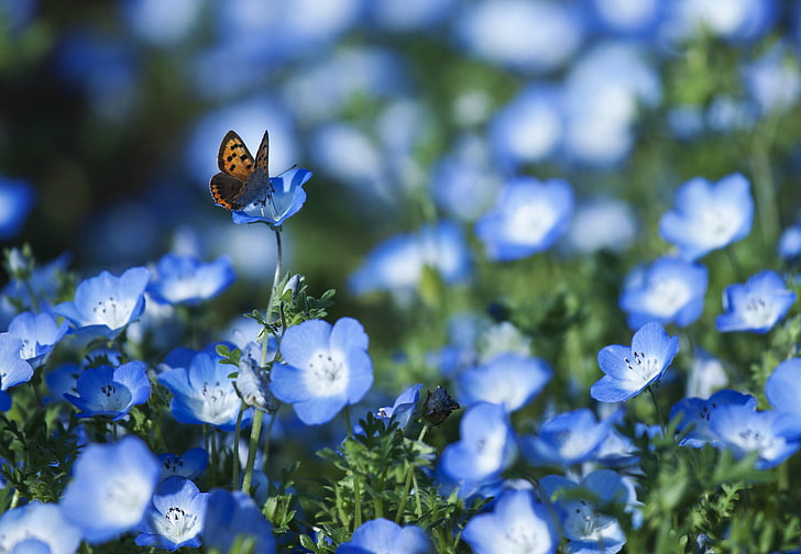 brown and black butterfly, field, flowers, butterfly, petals, blur, blue, Nemophila, HD wallpaper