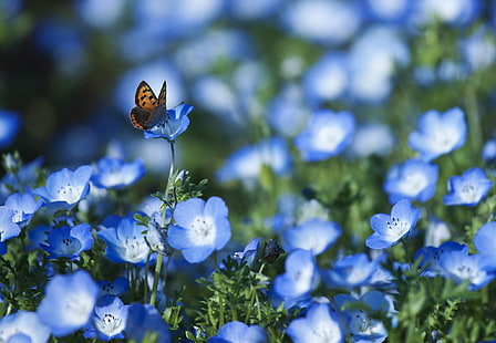 brauner und schwarzer Schmetterling, Feld, Blumen, Schmetterling, Blumenblätter, Unschärfe, Blau, Nemophila, HD-Hintergrundbild HD wallpaper
