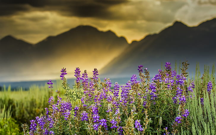 Flowers, mountains, sun rays, clouds, dawn, Flowers, Mountains, Sun, Rays, Clouds, Dawn, HD wallpaper