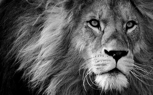 look, face, Leo, muzzle, sight, a lion, HD wallpaper HD wallpaper