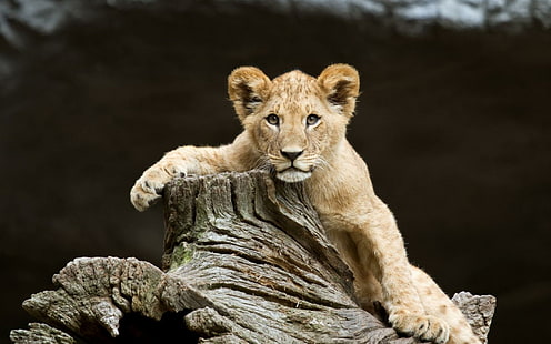 Bambini Lions Cubs Predator Wildlife Face Eyes Pov 1080p, gatti, 1080p, neonati, cuccioli, occhi, viso, leoni, predatore, fauna selvatica, Sfondo HD HD wallpaper