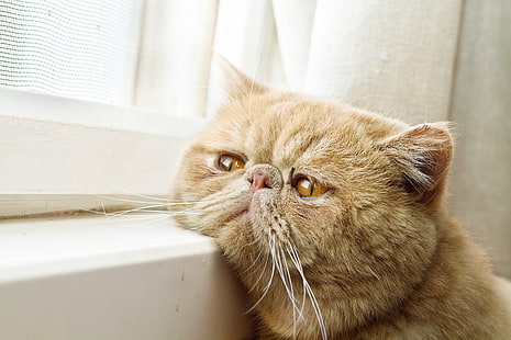 orange tabby cat, cat, window, waiting, face, Kote, red cat, exotic, Exotic Shorthair, kotofeich, HD wallpaper HD wallpaper
